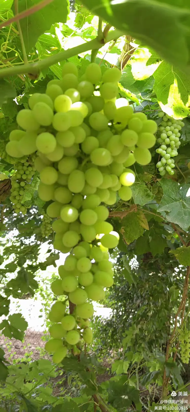 新疆葡萄沟 葡萄串串香